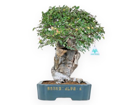 Elm tree bonsai 43 cm | Petrol-green rectangular pot