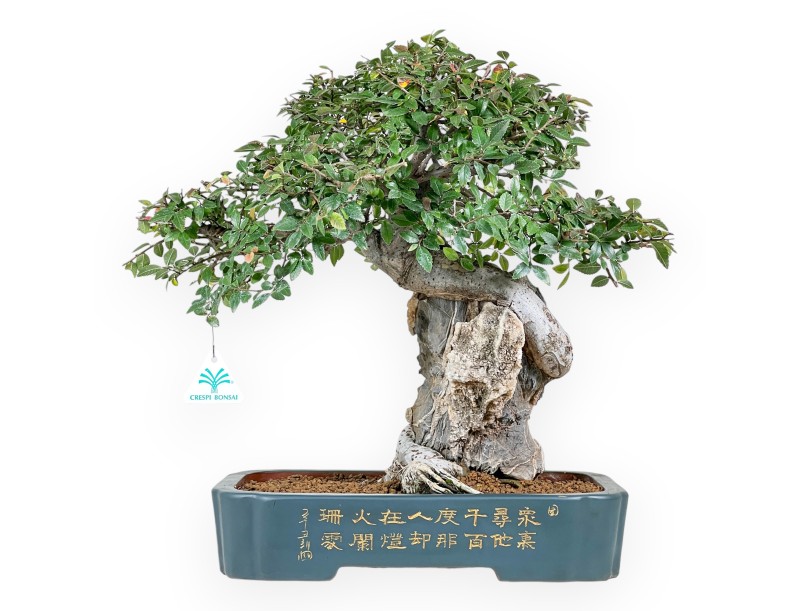 Elm tree bonsai 43 cm | Petrol-green rectangular pot