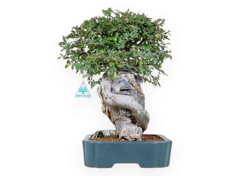 Elm tree bonsai 43 cm | Petrol-green rectangular pot