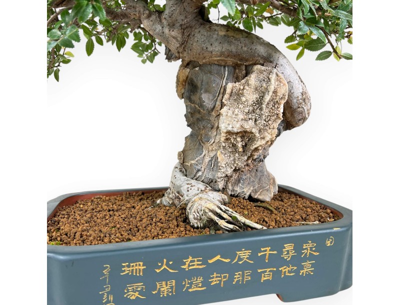 Elm tree bonsai 43 cm | Petrol-green rectangular pot