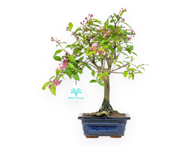 Bonsai di Malpighia da 26 cm | Vaso rettangolare blu