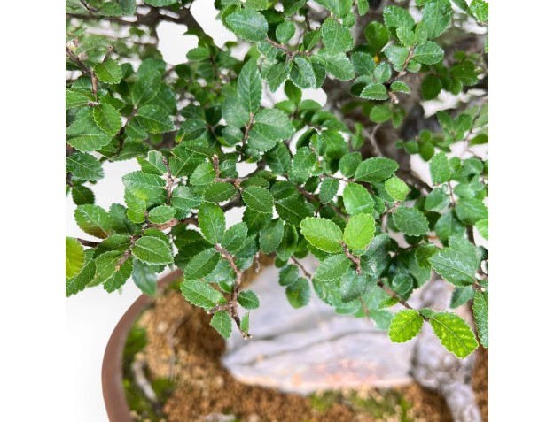 Elm tree bonsai 52 cm | Oval stoneware pot 2