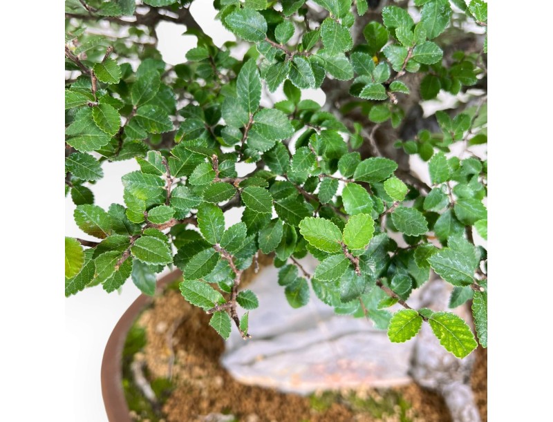 Elm tree bonsai 52 cm | Oval stoneware pot