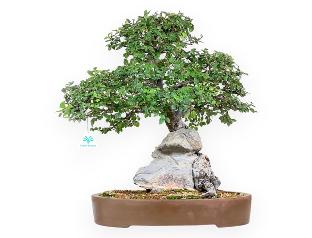 Bonzaï de orme de 52 cm | Pot oval en grès