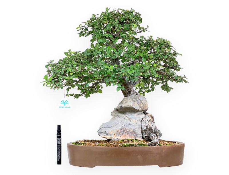 Ulmen Bonsai von 52 cm | Oval Steingut Topf