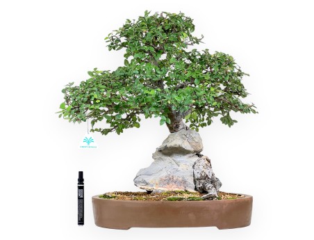 Iep bonsai van 52 cm | Ovaal ongeglazuurde pot