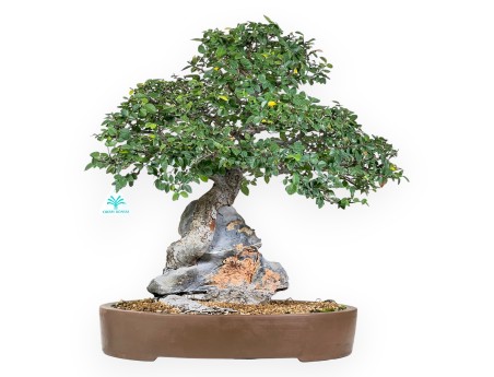 Bonzaï de orme de 52 cm | Pot oval en grès