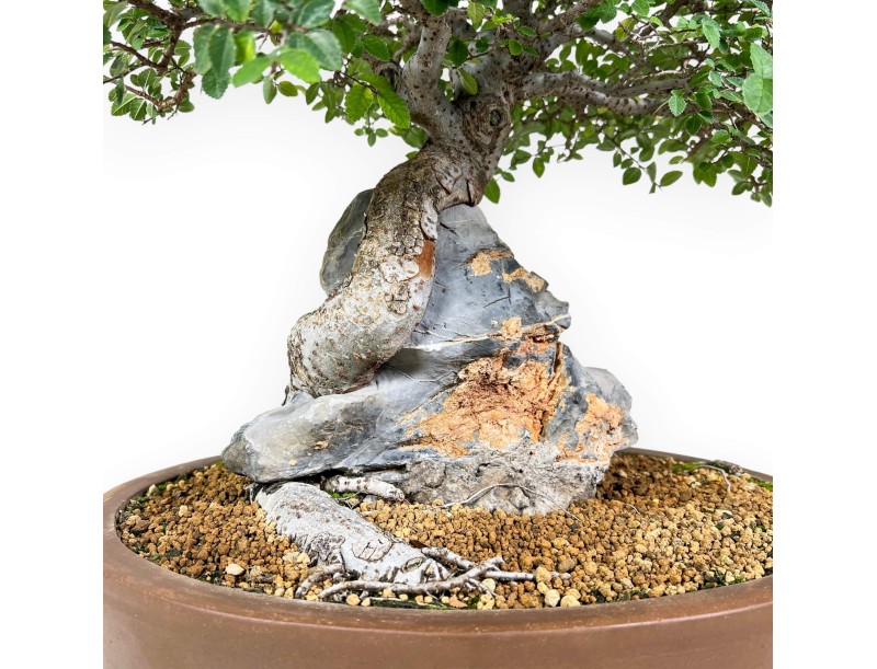 Iep bonsai van 52 cm | Ovaal ongeglazuurde pot