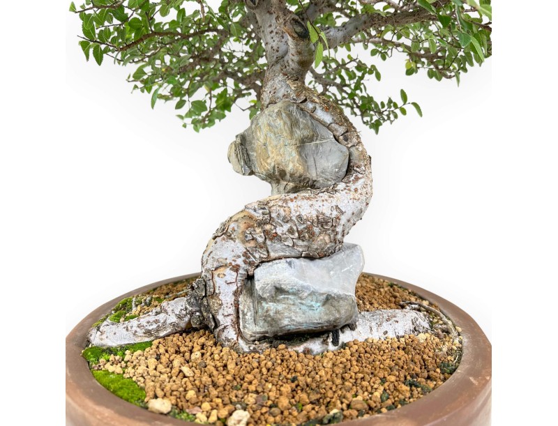 Bonzaï de orme de 52 cm | Pot oval en grès