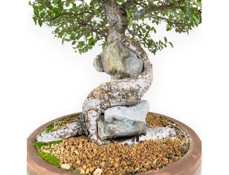 Bonzaï de orme de 52 cm | Pot oval en grès