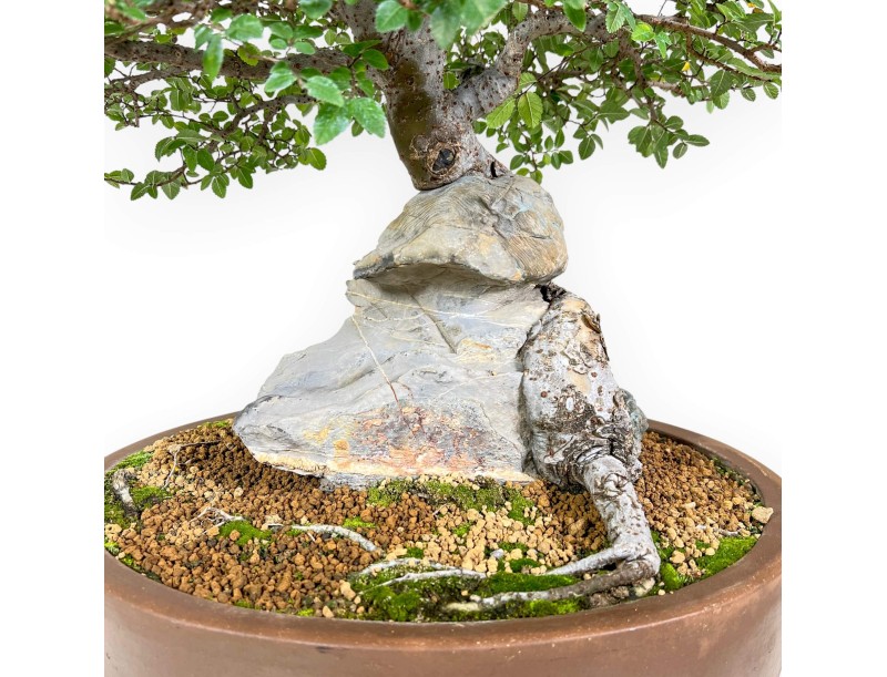 Iep bonsai van 52 cm | Ovaal ongeglazuurde pot