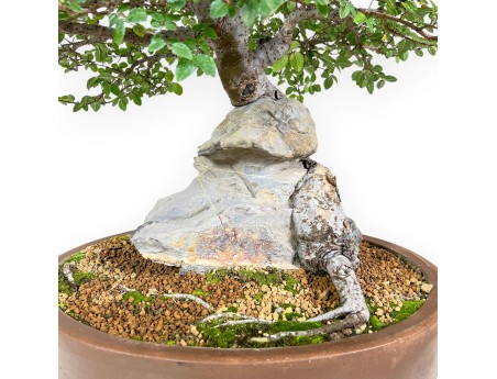 Iep bonsai van 52 cm | Ovaal ongeglazuurde pot