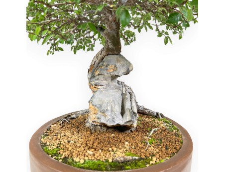 Ulmen Bonsai von 52 cm | Oval Steingut Topf