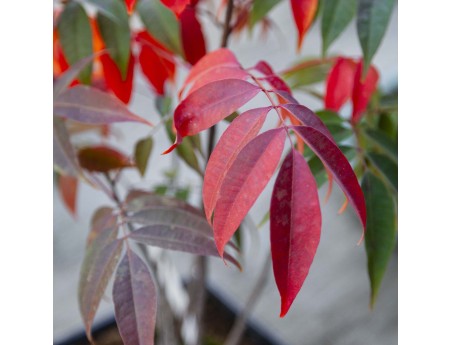 Rhus succedanea – Bonsai da esterno in stile bosco