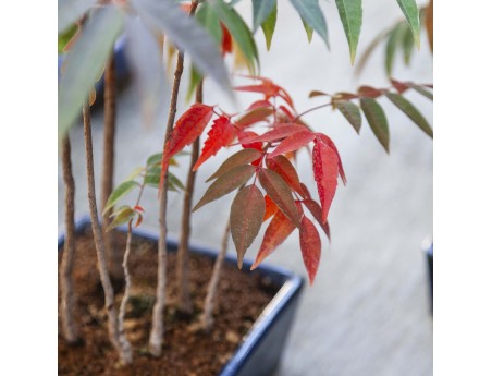 Rhus succedanea - Woodland-style outdoor bonsai