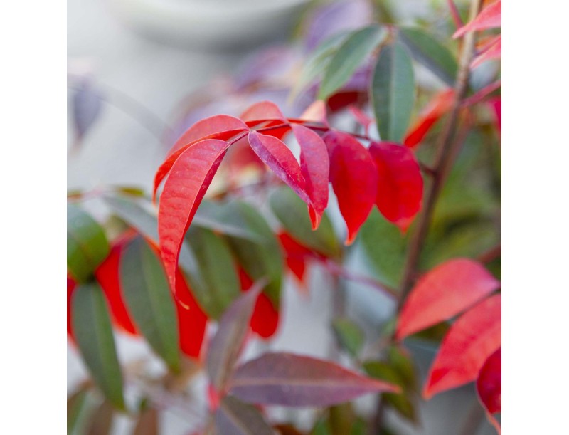 Rhus succedanea - Woodland-style outdoor bonsai