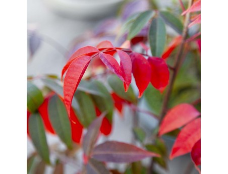 Rhus succedanea - Freilandbonsai im Waldstil