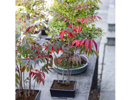 Rhus succedanea - Woodland-style outdoor bonsai