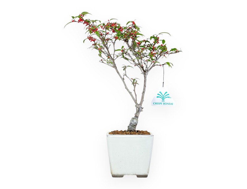 Bonsai di Ilex da 30 cm | Vaso quadrato beige