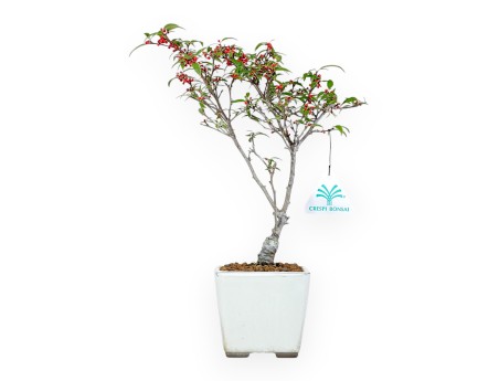 Ilex bonsai 30 cm | Maceta cuadrada beige