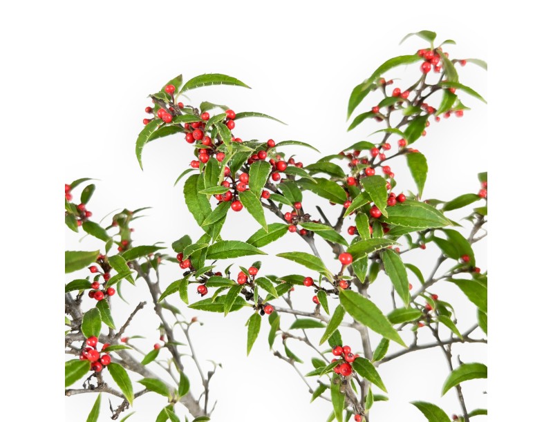 Ilex Bonsai 30 cm | Quadratischer beige Topf