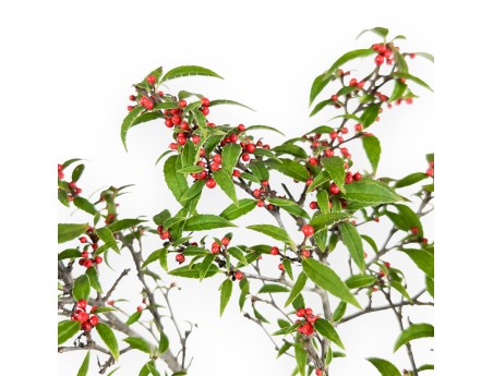 Ilex Bonsai 30 cm | Quadratischer beige Topf