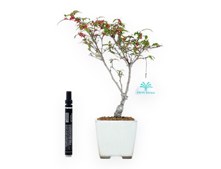 Ilex Bonsai 30 cm | Quadratischer beige Topf