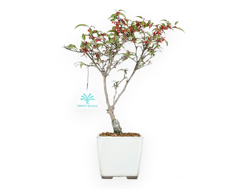 Ilex bonsai 30 cm | Pot carré beige