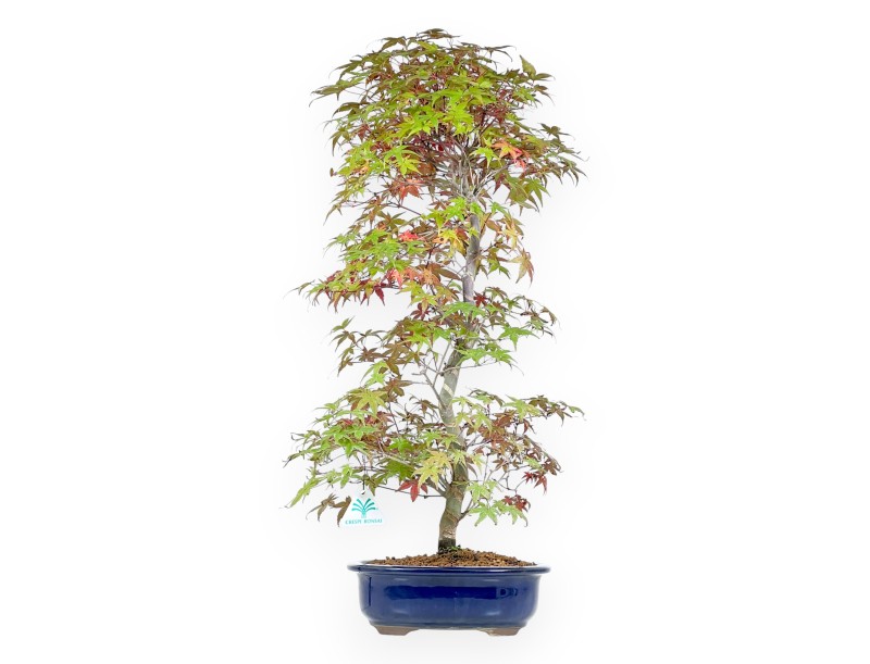 Esdoorn bonsai van 62 cm | Ovale blauw pot