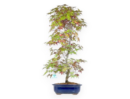 Maple bonsai 62 cm | Blue oval pot