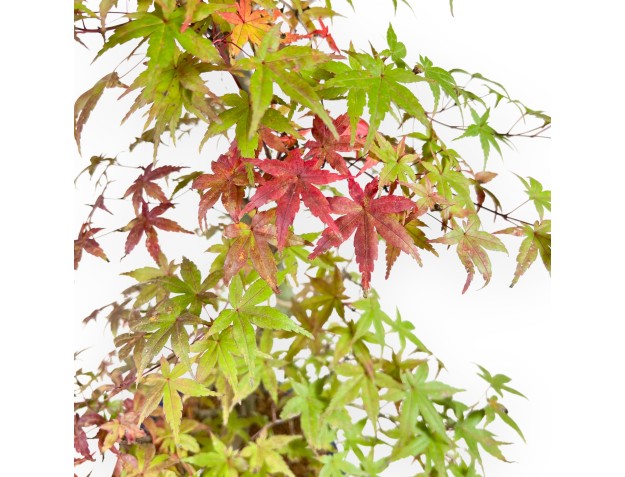 Esdoorn bonsai van 62 cm | Ovale blauw pot 2