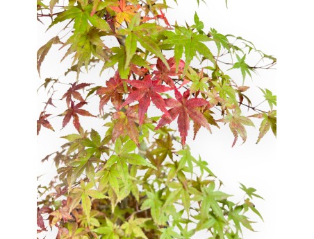 Maple bonsai 62 cm | Blue oval pot