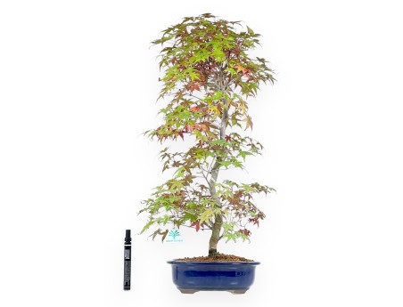 Bonsái de arce de 62 cm | Maceta oval azul