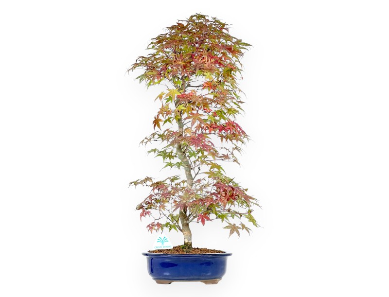 Ahorne Bonsai von 62 cm | Ovaler blau Topf