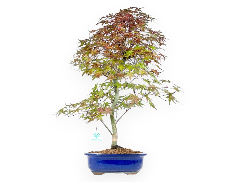 Ahorne Bonsai von 57 cm | Ovaler blau Topf