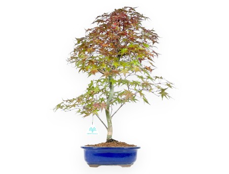 Ahorne Bonsai von 57 cm | Ovaler blau Topf
