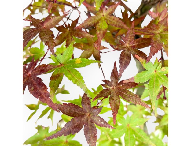 Maple bonsai 57 cm | Blue oval pot 2