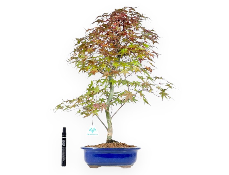 Bonsaï de Érable de 57 cm | Pot ovale bleu