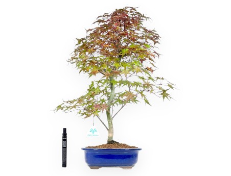Esdoorn bonsai van 57 cm | Ovaal blauw pot