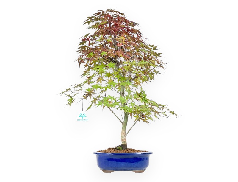 Bonsaï de Érable de 57 cm | Pot ovale bleu