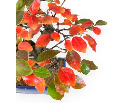 Pseudocydonia Bonsai von 32 cm | Rechteckig blau Topf