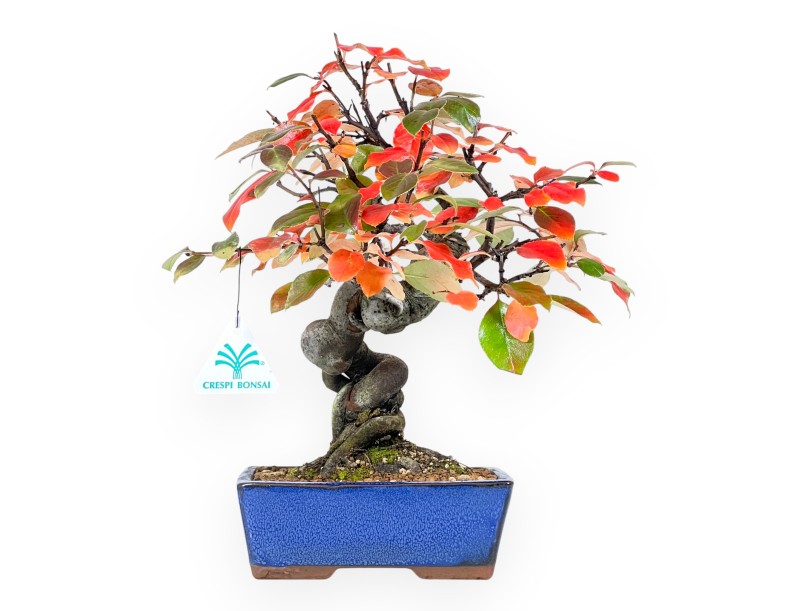 Bonsái de Pseudocydonia de 32 cm | Maceta rectangular azul