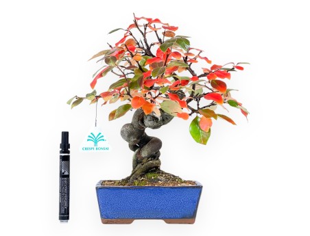 Bonsái de Pseudocydonia de 32 cm | Maceta rectangular azul