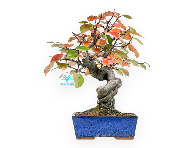 Pseudocydonia bonsai 32 cm | Blue rectangular pot