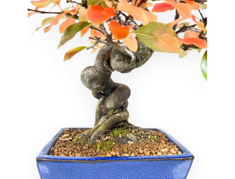 Bonsai di Pseudocydonia da 32 cm | Vaso rettangolare blu