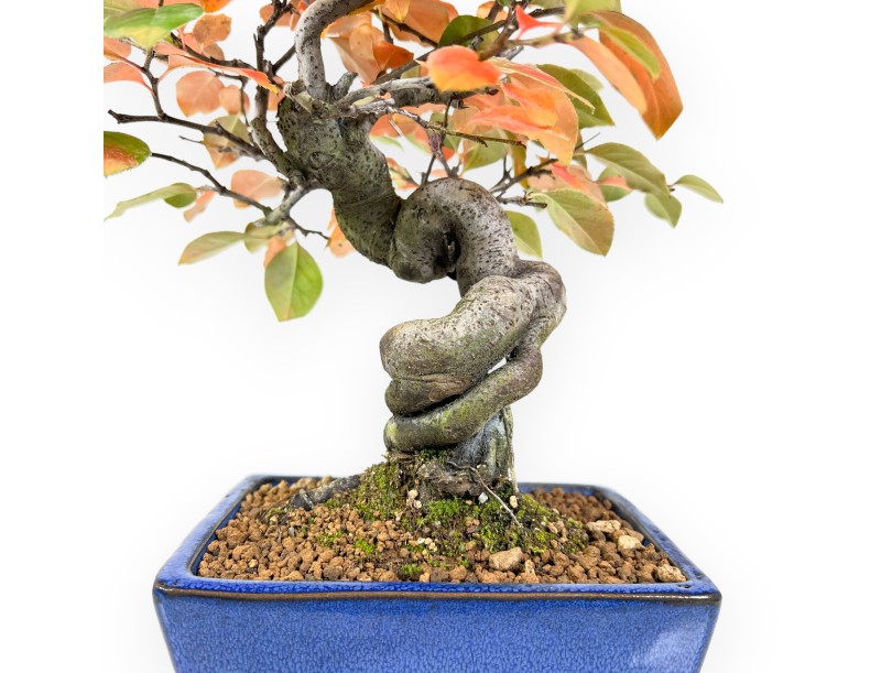 Bonsai di Pseudocydonia da 32 cm | Vaso rettangolare blu