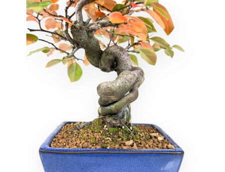 Pseudocydonia bonsai van 32 cm | Rechthoekig blauw pot