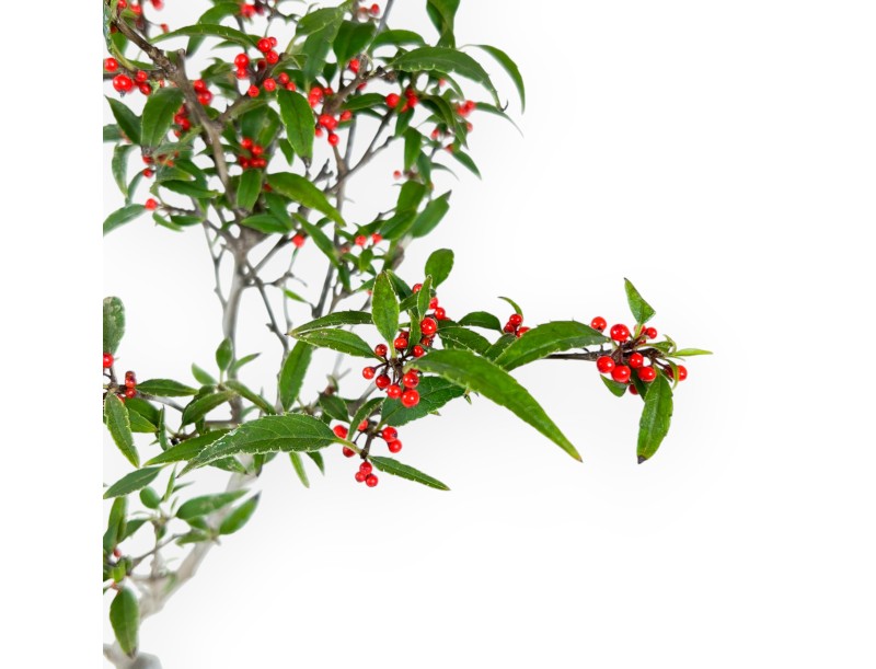 Ilex bonsai 31 cm | Maceta cuadrada beige