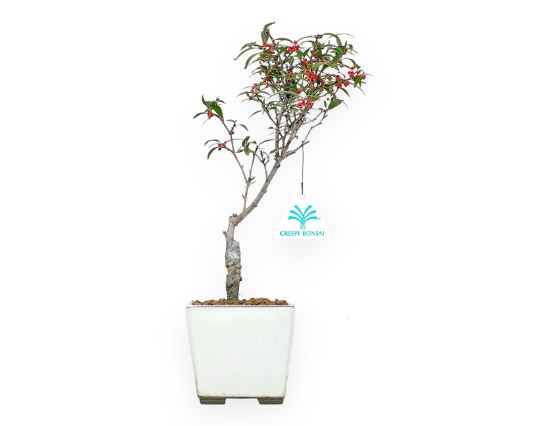 Ilex bonsai 31 cm | Beige square pot