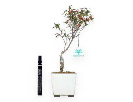 Ilex bonsai 31 cm | Vierkante beige pot